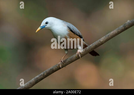 Kastanien-tailed Starling, Sturnia malabarica bei Salim Ali Bird Sanctuary, Thattekad in Kerala, Indien Stockfoto