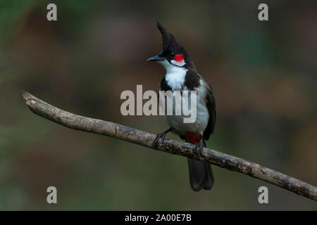 Red whiskered Bulbul, Pycnonotus jocosus bei Salim Ali Vogelschutzgebiet in Thattekad, Kerala, Indien Stockfoto