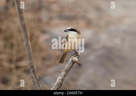 Philippinische Shrike, Lanius cristatus bei Salim Ali Vogelschutzgebiet in Thattekad, Kerala, Indien Stockfoto