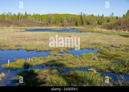 Feuchtgebiet, Elk Island National Park, Alberta, Kanada Stockfoto