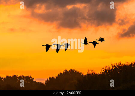 Southport, Merseyside. UK Wetter. September, 2019 19. Sonnigen Start in den Tag über die rspb Ribble Estuary Nature Reserve. Riesige Herden von Wanderarbeitnehmern rosa Fuß Gänse haben aus nördlichen Gefilden angekommen über die Reste der Ernte auf den Feldern und Feuchtgebiete von Lancashire zu holen. Rosa-Gänse füttern, die auf verbesserte Grasland und Feuchtgebiete Sümpfe in der Nähe ihrer Nacht-Zeit Websites Roost. Über 280.000, 80% der Weltbevölkerung dieser Gänse Winter in Großbritannien. Credit: MediaWorldImages/Alamy leben Nachrichten Stockfoto