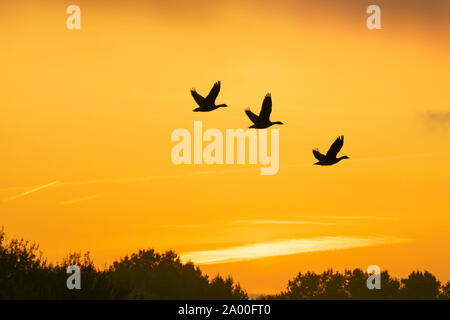 Southport, Merseyside. UK Wetter. September, 2019 19. Sonnigen Start in den Tag über die rspb Ribble Estuary Nature Reserve. Riesige Herden von Wanderarbeitnehmern rosa Fuß Gänse haben aus nördlichen Gefilden angekommen über die Reste der Ernte auf den Feldern und Feuchtgebiete von Lancashire zu holen. Rosa-Gänse füttern, die auf verbesserte Grasland und Feuchtgebiete Sümpfe in der Nähe ihrer Nacht-Zeit Websites Roost. Über 280.000, 80% der Weltbevölkerung dieser Gänse Winter in Großbritannien. Credit: MediaWorldImages/Alamy leben Nachrichten Stockfoto