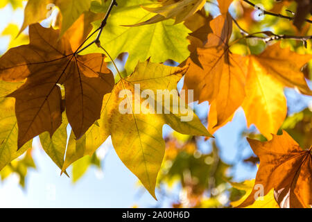 In der Nähe von sonnigen Ahorn Blätter im Herbst. Herbstliches Laub an sonnigen Herbst Tag. Natur Jahreszeiten Hintergrund. Selektiver Fokus, flacher DOF Stockfoto
