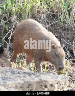 Das Capybara (Hydrochoerus hydrochaeris) ist ein Säugetier aus Südamerika. Es ist das größte lebende Nagetier der Welt. Auch als chigüire, chigüiro und carpincho, dies ist ein wildes Tier, das am Ufer des Flusses Amazon fotografiert. Stockfoto