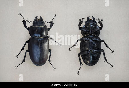 Lucanus cervus, weiblicher Hirschkäfer. Makro Nahaufnahme, auf weißem Hintergrund. Form Pfad enthalten. Ansicht von oben und unten. Stockfoto