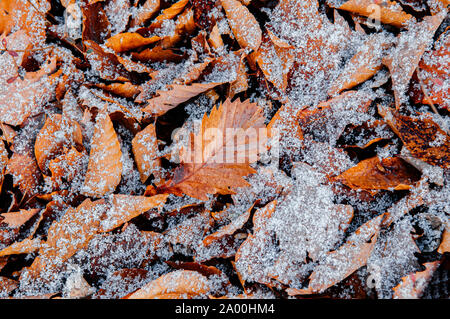 Schöne braune getrocknete Blätter und weisse gefrorener Schnee im Winter im Dezember - Natur Jahreszeit Hintergrund ändern Stockfoto