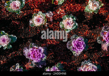 Zierpflanzen Kohl oder Grünkohl curly Blätter Lila Rosa Farbe auf schwarzem Boden unter Sonnenlicht - Natur Textur Hintergrund Stockfoto