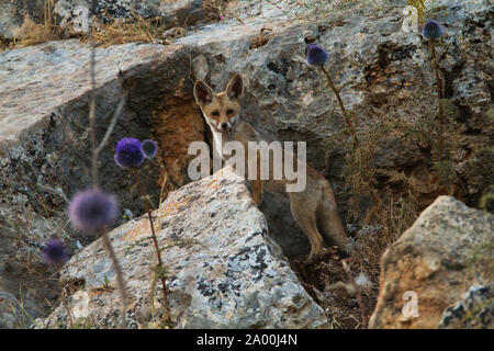 Fox in den Bergen von Galiläa Israel Stockfoto