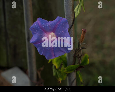Regentropfen erfrischen eine violette Morgenblüte, die einen Zaunpfahl hochklettert Stockfoto