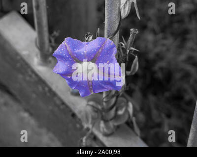 Regen frische violette Morgenblüten, Klettern auf einen Zaunpfahl, selektives Teilfarbfoto. Stockfoto