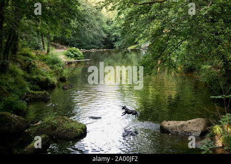 Schwarzer Labrador nicht fliegenden Sprung beim Sprung in den Fluss Teign in Dartmoor in Chagford, Devon aus an einem sehr heißen Tag abkühlen lassen Stockfoto