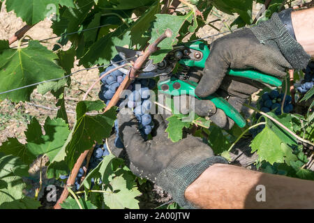 Landwirtschaftliche Arbeitnehmer Kürzungen ein Bündel schwarzen Trauben im Weinberg während der Ernte Stockfoto