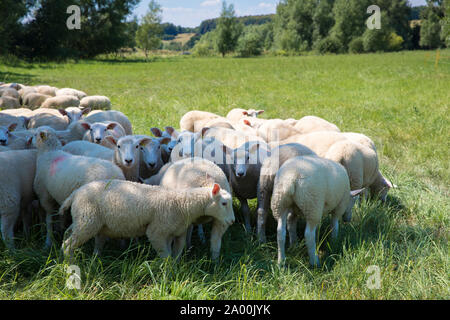 Herde von Schafen auf der Weide grasen in den Cotswolds, Oxfordshire, Südengland, Großbritannien Stockfoto
