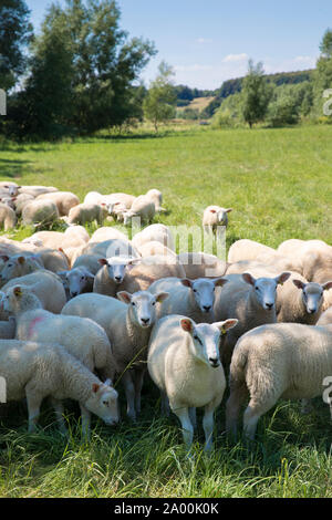 Herde von Schafen auf der Weide grasen in den Cotswolds, Oxfordshire, Südengland, Großbritannien Stockfoto