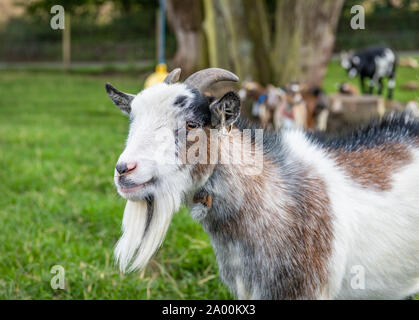 Pygmy goat Portrait Stockfoto