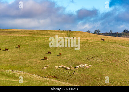 Nutztiere am Fahrerlager. Schafe und Pferde grasen auf der grünen Wiese. Landwirtschaft Outback Landschaft auf sonnigen Tag, Stockfoto