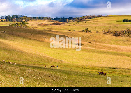 Nutztiere am Fahrerlager. Schafe und Pferde grasen auf der grünen Wiese. Landwirtschaft Outback Landschaft auf sonnigen Tag, Stockfoto