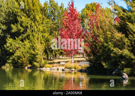 Herbstliche Landschaft von Gungahlin Pond Park mit roten Ahornbaum, Sitzbank und blauen Teich auf dem Hintergrund. Canberra, Australian Capital Territory, Australi Stockfoto