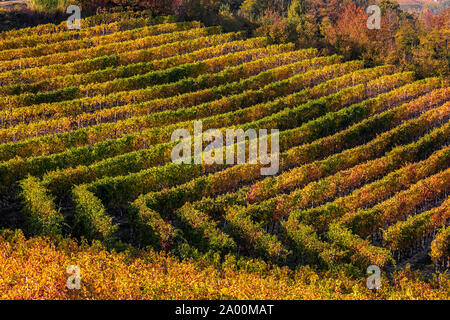 Viw von bunten herbstlichen Weinberge in der Nähe von Barolo im Piemont, Norditalien. Stockfoto