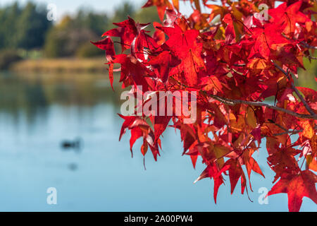 Bunte rote Japanische Ahornblätter gegen den blauen Wasser im Hintergrund. Natur Blätter Textur Stockfoto