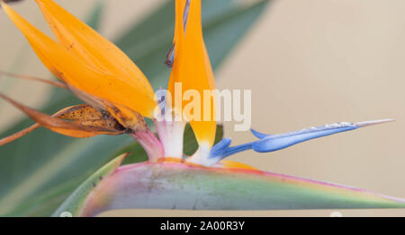 Canna Indica Blumen. Zierpflanzen Stauden, beheimatet in Südamerika. In der Dekoration der Gärten verwendet, da umgibt, entlang von Wegen und in Vasen und Ga Stockfoto