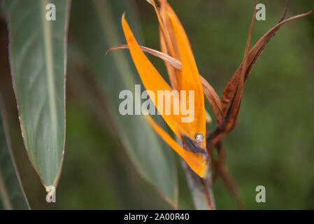 Canna Indica Blumen. Zierpflanzen Stauden, beheimatet in Südamerika. In der Dekoration der Gärten verwendet, da umgibt, entlang von Wegen und in Vasen und Ga Stockfoto