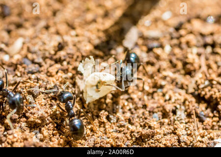 Ant in extremer Nahaufnahme bei der Arbeit auf dem Waldboden Stockfoto