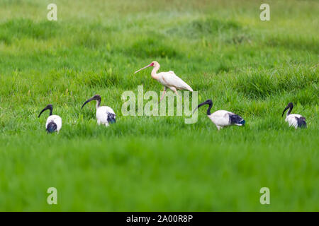 Afrikanischer Löffler, Platalea alba und Heilige Irbis, Threskiornis aethiopicus. Langbeinige waten Vogel der Ibis und Löffler Familie Threskiornithida Stockfoto