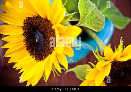 Zwei Sonnenblumen in Vase Stockfoto