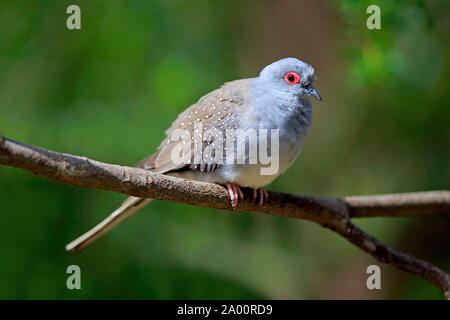 Diamond Taube, Erwachsenen auf dem Zweig, kuscheligen Creek, South Australia, Australien, (Geopelia Cuneata) Stockfoto