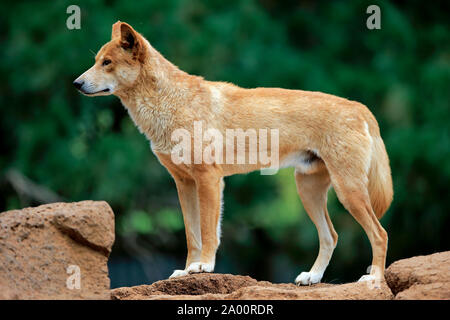 Dingo, Erwachsenen auf dem Rock, Phillip Island Gippsland, Victoria, Australien, (Canis familiaris Dingo) Stockfoto