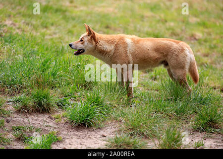 Dingo, Erwachsener, Phillip Island Gippsland, Victoria, Australien, (Canis familiaris Dingo) Stockfoto