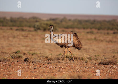 Die Wwu, Erwachsener, Sturt Nationalpark, New South Wales, Australien, (Dromaius novaehollandiae) Stockfoto