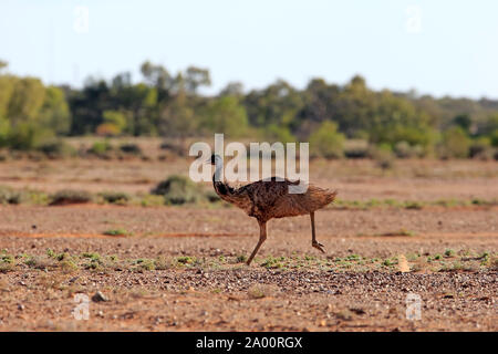 Die Wwu, Erwachsener, Sturt Nationalpark, New South Wales, Australien, (Dromaius novaehollandiae) Stockfoto