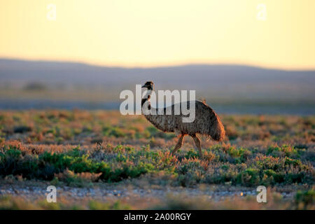 Die Wwu, Erwachsener, Sturt Nationalpark, New South Wales, Australien, (Dromaius novaehollandiae) Stockfoto