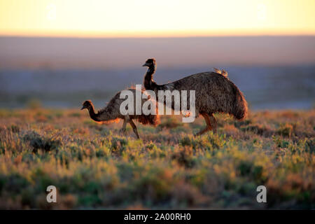 Die Wwu, erwachsene Paare bei Sonnenuntergang, Sturt Nationalpark, New South Wales, Australien, (Dromaius novaehollandiae) Stockfoto