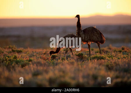 Die Wwu, erwachsene Paare bei Sonnenuntergang, Sturt Nationalpark, New South Wales, Australien, (Dromaius novaehollandiae) Stockfoto