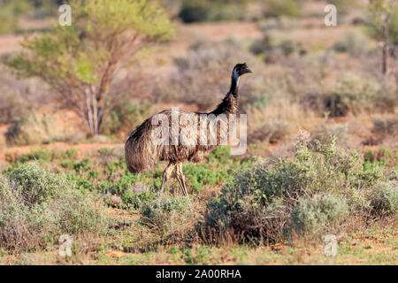 Die Wwu, Erwachsener, Sturt Nationalpark, New South Wales, Australien, (Dromaius novaehollandiae) Stockfoto