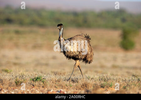 Die Wwu, Erwachsener, Sturt Nationalpark, New South Wales, Australien, (Dromaius novaehollandiae) Stockfoto