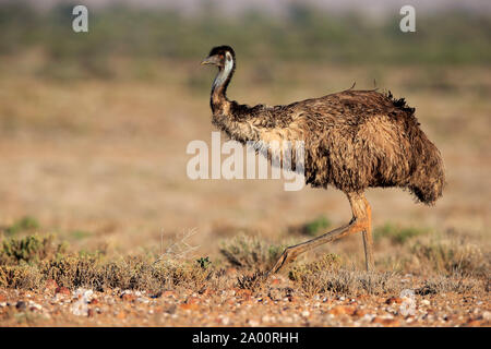 Die Wwu, Erwachsener, Sturt Nationalpark, New South Wales, Australien, (Dromaius novaehollandiae) Stockfoto