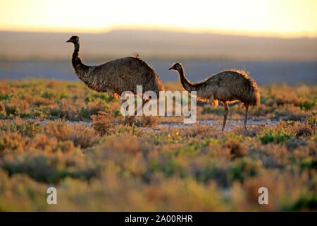 Die Wwu, erwachsene Paare bei Sonnenuntergang, Sturt Nationalpark, New South Wales, Australien, (Dromaius novaehollandiae) Stockfoto