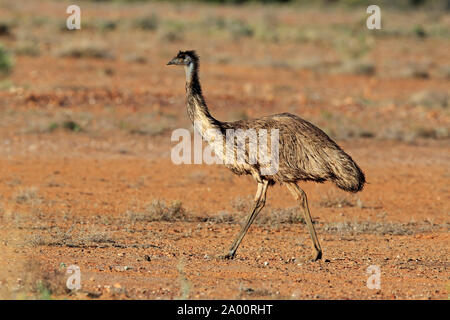 Die Wwu, Erwachsener, Sturt Nationalpark, New South Wales, Australien, (Dromaius novaehollandiae) Stockfoto