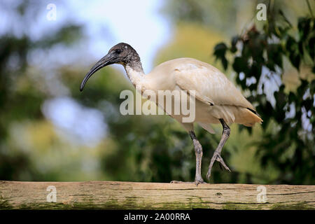 Australian White Ibis, Mount Lofty, South Australia, Australien, (Threskiornis Molukken) Stockfoto