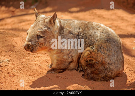 Südliche Behaarte-gerochene Wombat, Erwachsener, Mount Lofty, South Australia, Australien, (Lasiorhinus latifrons) Stockfoto