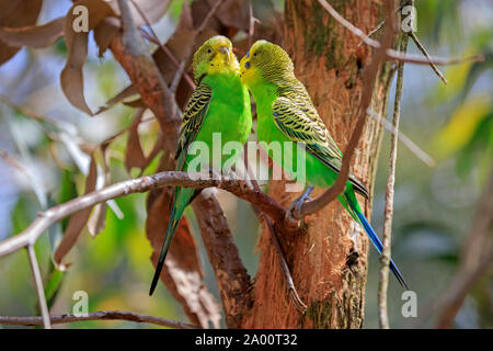 Wellensittich, nach Paar auf Zweig umwerben, Mount Lofty, South Australia, Australien, (Melopsittacus undulatus) Stockfoto