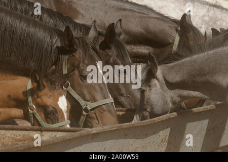 Arabian Horse und Anglo-Arab Pferd, Stuten mit Fohlen an der Tränke Stockfoto
