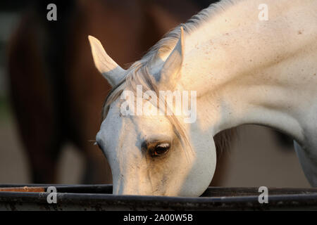 Arabian Horse, Grey Mare Trinkwasser aus Trog Stockfoto