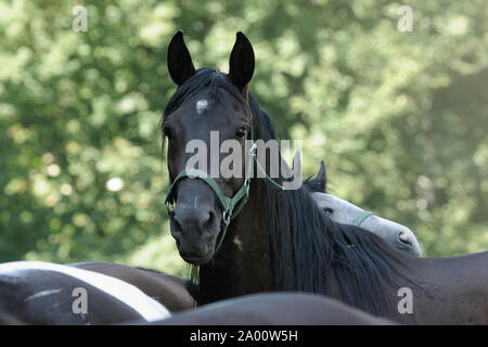 Schwarze Araber, Mare Stockfoto