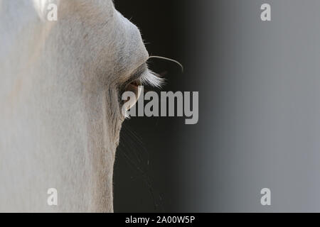 Arabian Horse, Auge von Grey Mare Stockfoto