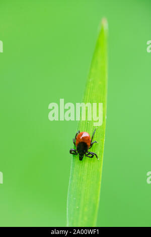 Castor bean tick Weiblich, Nordrhein-Westfalen, Europa, (Ixodes ricinus) Stockfoto